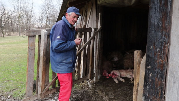 КРВАВИ ПИР ПАСА ЛУТАЛИЦА: Преклали цело стадо